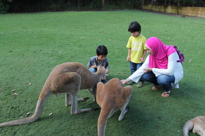 It's an open space where the kangaroos roamed freely, they kept hopping towards us for food. Mulanya me and the boys cuak gak. IY siap terjerit-jerit konon terkejut. Tapi lama-lama when dah warm up, he enjoyed the experience very much.