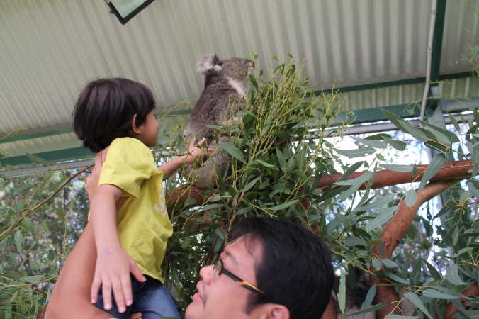 Z loves to pat animals. dia sapu bulu koala tu and said "comel je dia ni kan?"